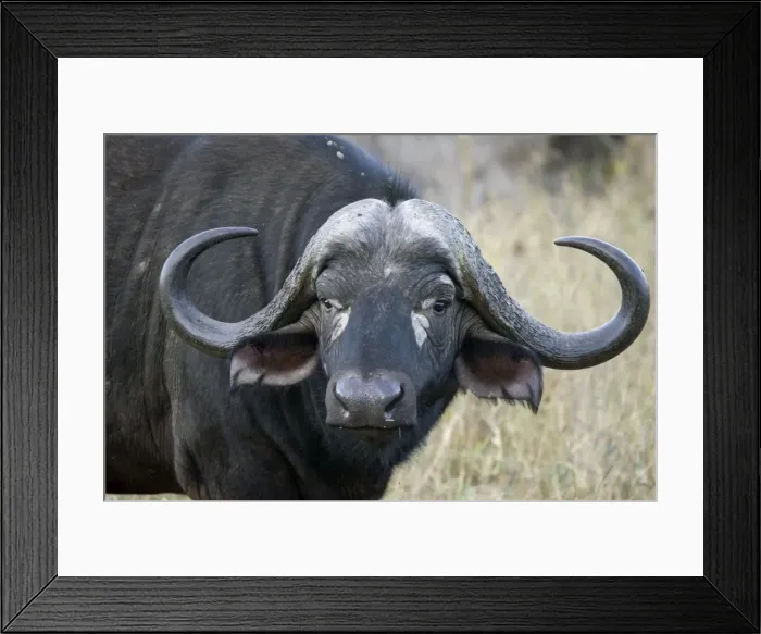Framed Print : Head of African buffalo - Tsavo West National Park Kenya Africa Framed Print : Head of African buffalo - Tsavo West National Park Kenya Africa