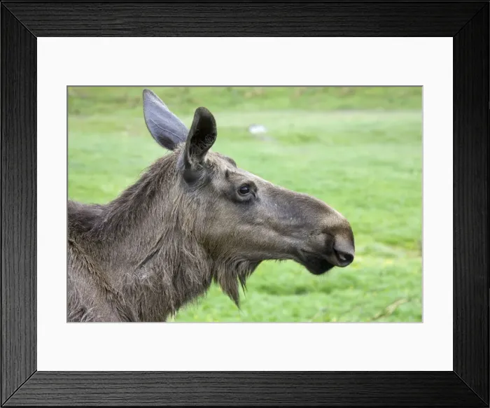 Framed Print : Head of European elk, Highland Wildlife Park, Scotland Framed Print : Head of European elk, Highland Wildlife Park, Scotland