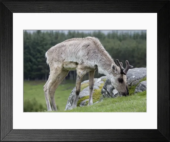 Framed Print : Forest reindeer grazing in rain, Highland Wildlife Park, Scotland Framed Print : Forest reindeer grazing in rain, Highland Wildlife Park, Scotland