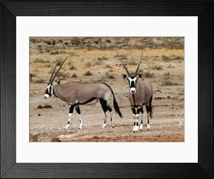 Framed Print : Gemsbok - Etosha National Park Namibia Africa Framed Print : Gemsbok - Etosha National Park Namibia Africa