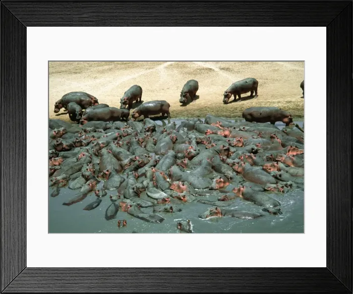 Framed Print : Hippopotamus herd crowded into pool at end of dry season Luangwa National Park Zambia Africa