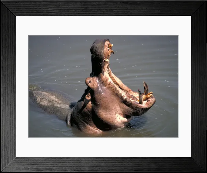 Framed Print : Hippopotamus yawning - South Luangwa National Park Zambia Africa Framed Print : Hippopotamus yawning - South Luangwa National Park Zambia Africa
