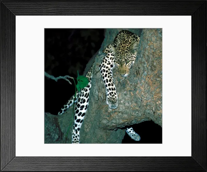 Framed Print : Leopard in tree at night - South Luangwa National Park Zambia Framed Print : Leopard in tree at night - South Luangwa National Park Zambia