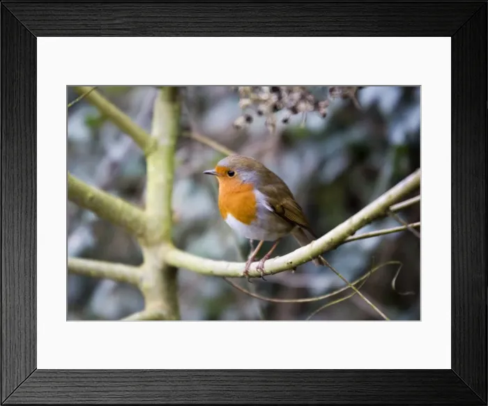 Framed Print : Robin - perched on willow branch Slimbridge UK Framed Print : Robin - perched on willow branch Slimbridge UK