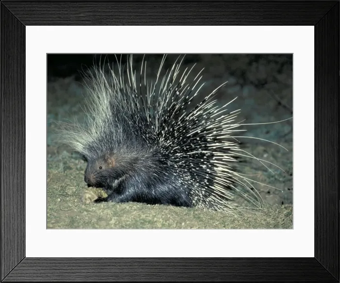 Framed Print : African Porcupine at night - South Luangwa National Park, Zambia, Africa Framed Print : African Porcupine at night - South Luangwa National Park, Zambia, Africa