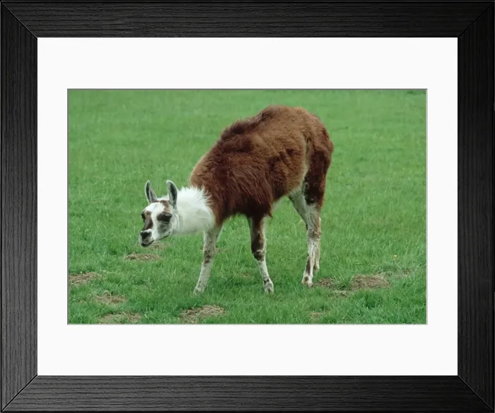 Framed Print : Llama. MAB-802. Llama. Lama glama. Mark Boulton Framed Print : Llama. MAB-802. Llama. Lama glama. Mark Boulton