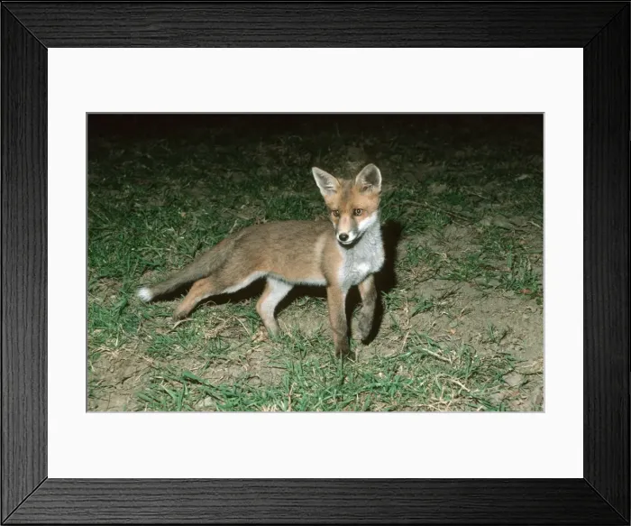 Framed Print : Young European fox - Cotswolds, UK Framed Print : Young European fox - Cotswolds, UK
