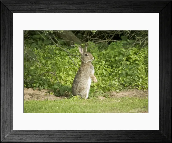 Framed Print : European Rabbit standing upright on hind legs North Berwick, Scotland Framed Print : European Rabbit standing upright on hind legs North Berwick, Scotland