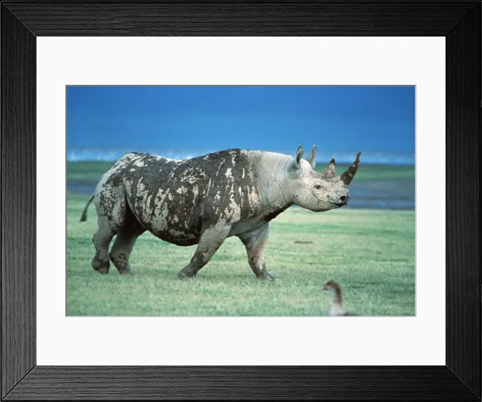 Framed Print : Black (hook-lipped) Rhino Ngorongoro Crater, Tanzania, Africa Framed Print : Black (hook-lipped) Rhino Ngorongoro Crater, Tanzania, Africa