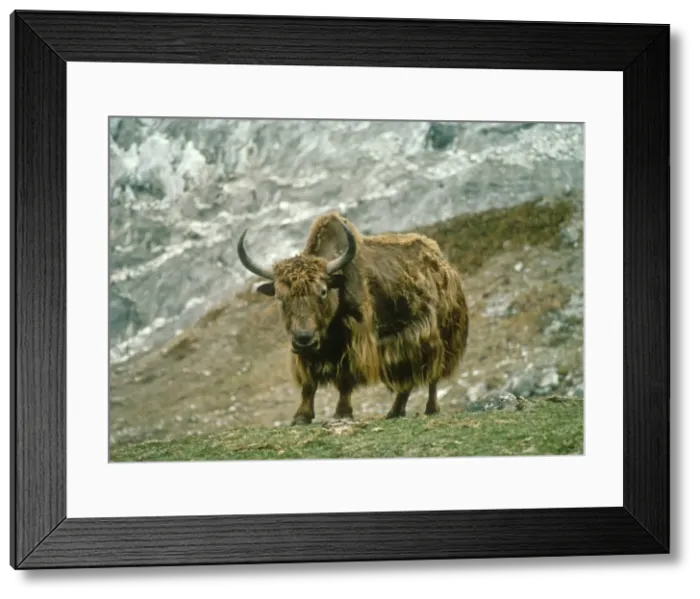 Framed Print : Yak - Langtang National Park Himalayas, Nepal Framed Print : Yak - Langtang National Park Himalayas, Nepal