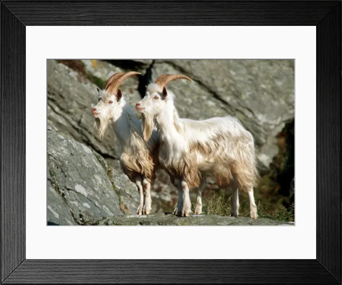 Framed Print : Wild (feral) goats - Carradale Bay Mull of Kintyre Scotland, UK Framed Print : Wild (feral) goats - Carradale Bay Mull of Kintyre Scotland, UK