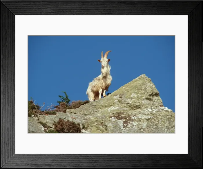 Framed Print : Wild (feral) goat - Carradale Bay Mull of Kintyre Scotland, UK Framed Print : Wild (feral) goat - Carradale Bay Mull of Kintyre Scotland, UK