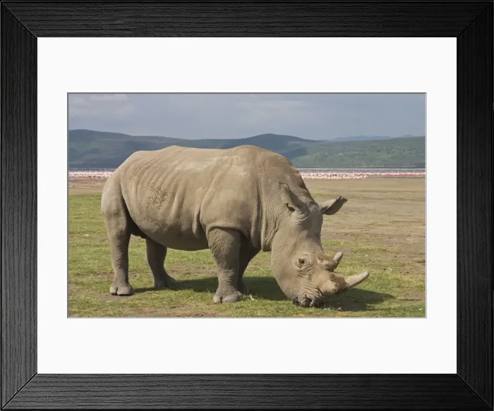 Framed Print : White Rhino grazing with flamingos in background Lake Nakuru National Park Kenya Framed Print : White Rhino grazing with flamingos in background Lake Nakuru National Park Kenya