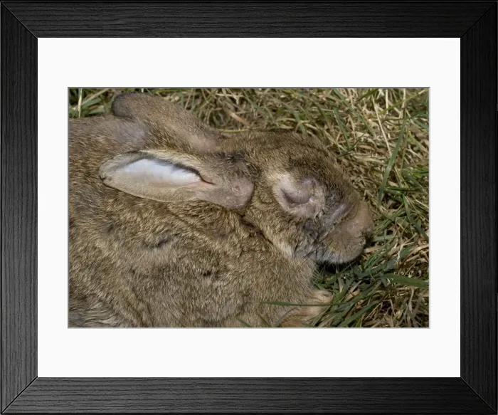 Framed Print : Rabbit in late stages of Myxomatosis showing swelling around eyes, Cotswolds, UK Framed Print : Rabbit in late stages of Myxomatosis showing swelling around eyes, Cotswolds, UK