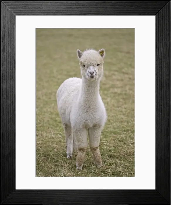 Framed Print : Alpacas - are native to Peru and have been domesticated for thousands of years; they have thick fleeces which produce valuable high quality wool or fibre which is used to make knitted or woven garments; Cotswolds UK Framed Print : Alpacas - are native to Peru and have been domesticated for thousands of years; they have thick fleeces which produce valuable high quality wool or fibre which is used to make knitted or woven garments; Cotswolds UK