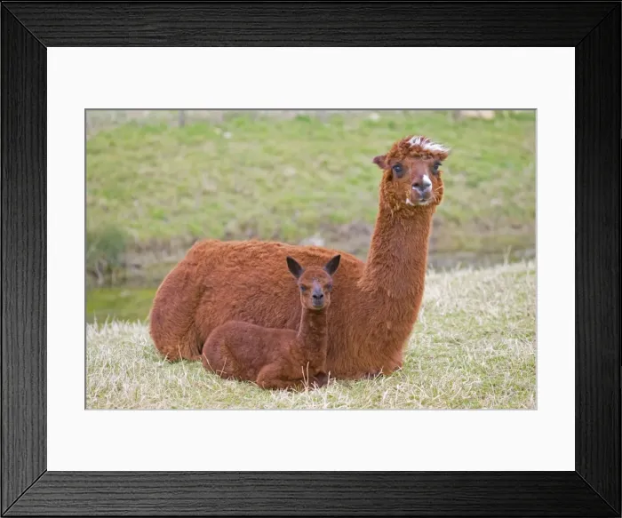 Framed Print : Alpacas - are native to Peru and have been domesticated for thousands of years; they have thick fleeces which produce valuable high quality wool or fibre which is used to make knitted or woven garments Cotswolds UK