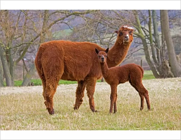 Alpaca - female and young. Native to Peru and have been domesticated for thousands of years; they have thick fleeces which produce valuable high quality wool or fibre which is used to make knitted or woven garments Cotswolds UK