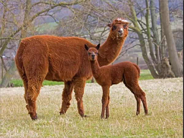 Alpaca - female and young. Native to Peru and have been domesticated for thousands of years; they have thick fleeces which produce valuable high quality wool or fibre which is used to make knitted or woven garments Cotswolds UK