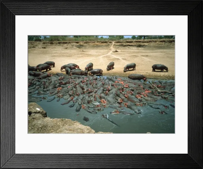 Framed Print : Hippopotamus - crowded into pool at end of dry season Luangwa River Zambia Framed Print : Hippopotamus - crowded into pool at end of dry season Luangwa River Zambia