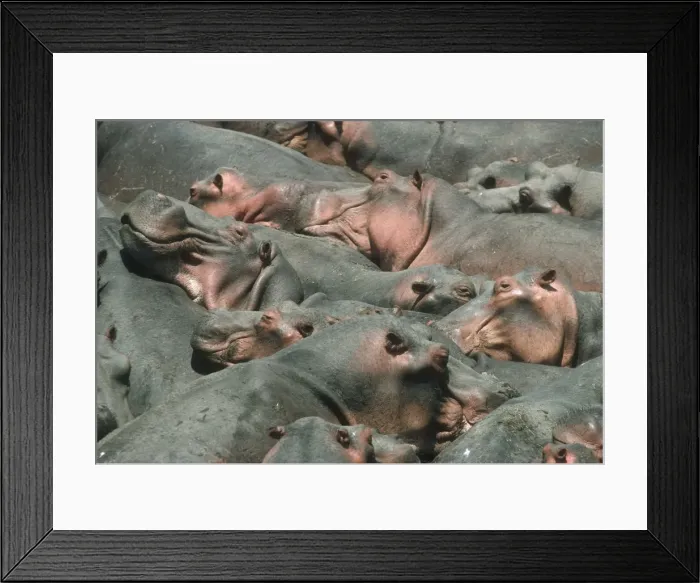 Framed Print : Hippopotamus - crowded into pool at end of dry season Luangwa River Zambia Framed Print : Hippopotamus - crowded into pool at end of dry season Luangwa River Zambia