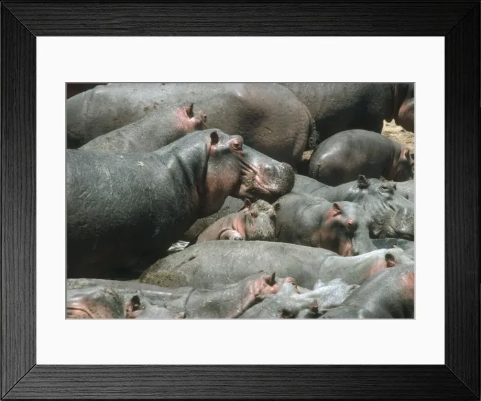 Framed Print : Hippopotamus - crowded into pool at end of dry season Luangwa River Zambia Framed Print : Hippopotamus - crowded into pool at end of dry season Luangwa River Zambia