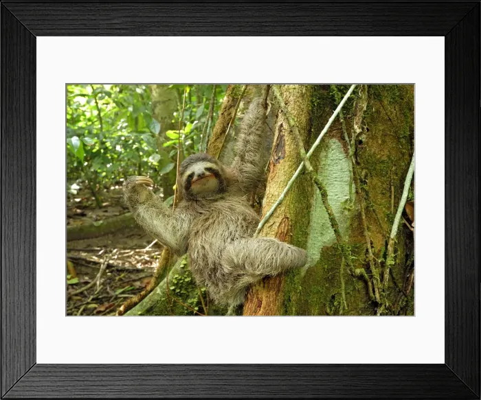 Framed Print : Brown-throated Three-toed Sloth - Hanging from tree. Cahuita National park -Atlantic Ocean - Costa Rica Framed Print : Brown-throated Three-toed Sloth - Hanging from tree. Cahuita National park -Atlantic Ocean - Costa Rica