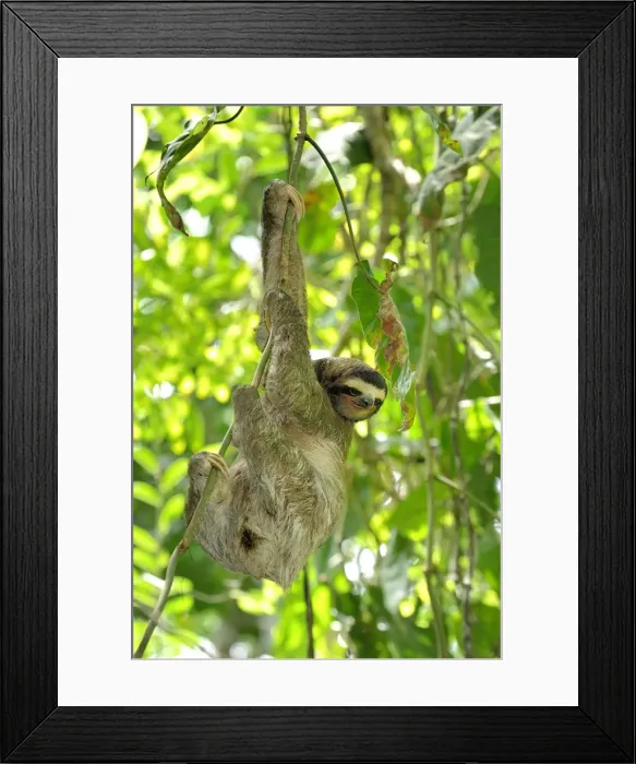 Framed Print : Brown-throated Three-toed Sloth - Hanging from tree. Cahuita National park -Atlantic Ocean - Costa Rica Framed Print : Brown-throated Three-toed Sloth - Hanging from tree. Cahuita National park -Atlantic Ocean - Costa Rica