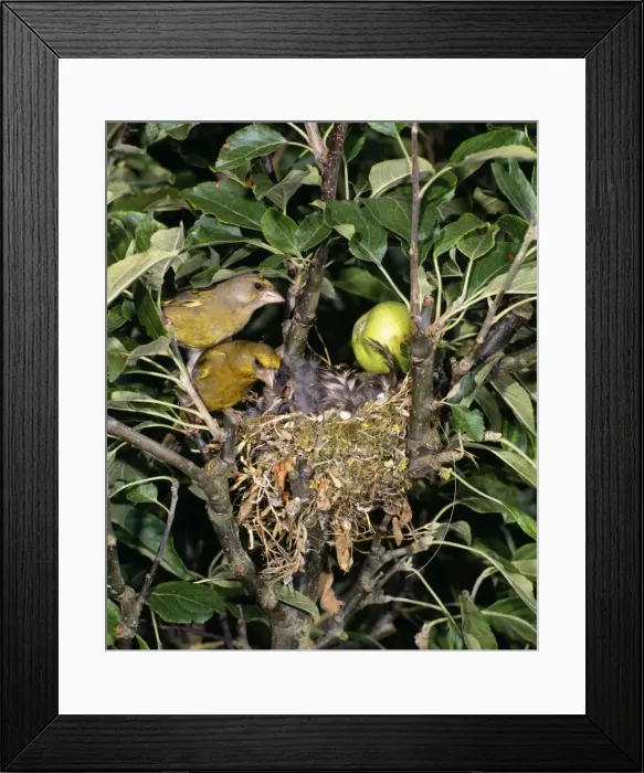 Framed Print : Greenfinch - pair at nest with chicks in Apple Tree Sussex, UK Framed Print : Greenfinch - pair at nest with chicks in Apple Tree Sussex, UK