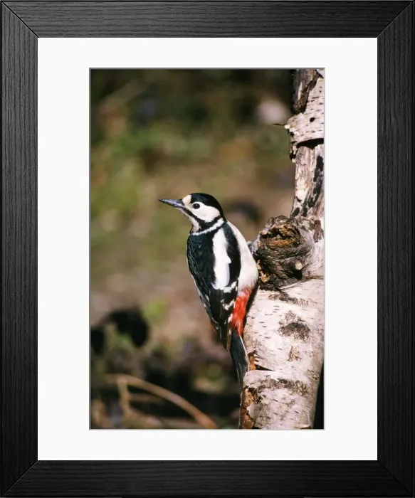 Framed Print : Great Spotted Woodpecker - female UK Framed Print : Great Spotted Woodpecker - female UK