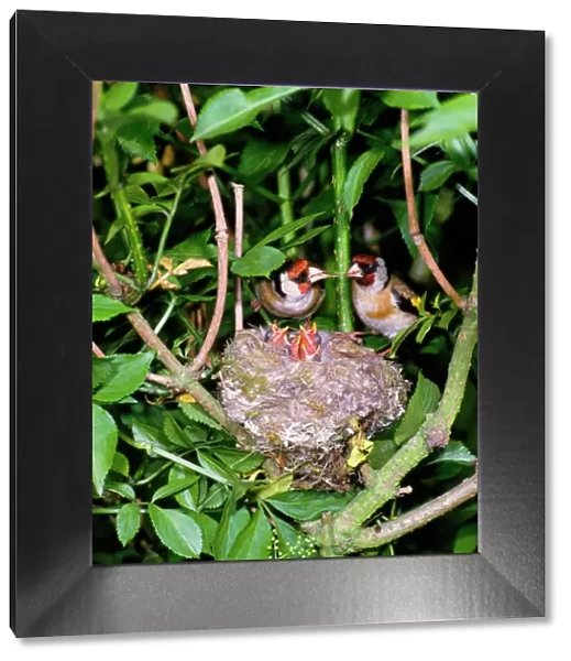Goldfinch - pair with young in nest, May. West Sussex, UK