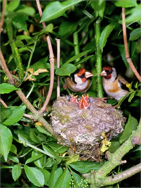 Goldfinch - pair with young in nest, May. West Sussex, UK