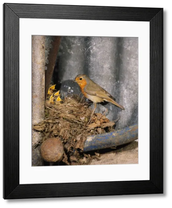 Framed Print : Robin - nesting in garden shed, with young, May. West Sussex, UK Framed Print : Robin - nesting in garden shed, with young, May. West Sussex, UK
