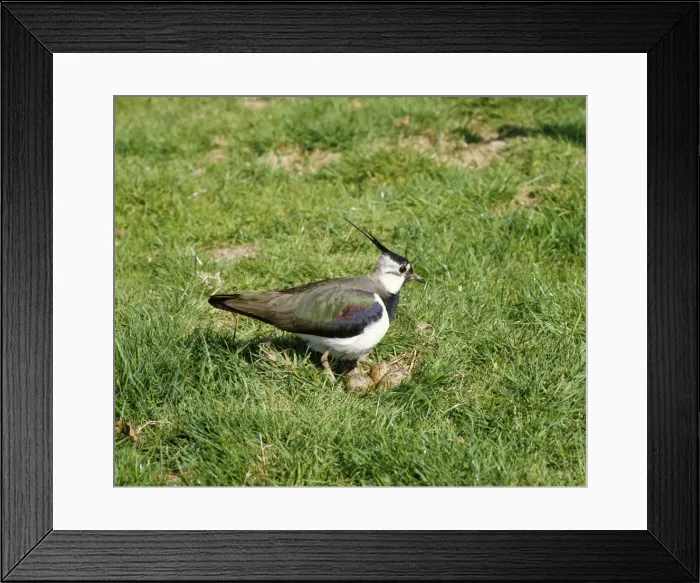Framed Print : Lapwing - at nest, April. West Sussex, UK Framed Print : Lapwing - at nest, April. West Sussex, UK