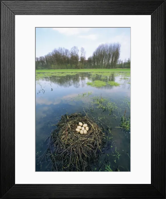 Framed Print : Coot - nest with eggs in habitat Framed Print : Coot - nest with eggs in habitat