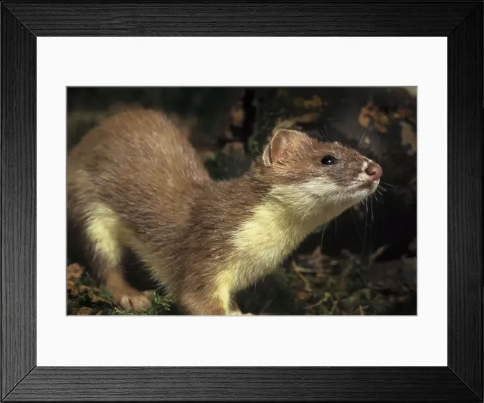 Framed Print : Stoat Belgium Framed Print : Stoat Belgium
