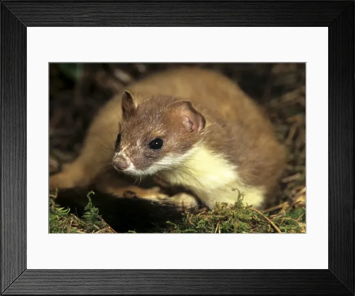 Framed Print : Stoat Belgium Framed Print : Stoat Belgium