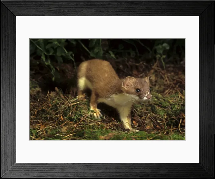 Framed Print : Stoat. ME-1208. Ermine / Short-tailed Weasel / Stoat Framed Print : Stoat. ME-1208. Ermine / Short-tailed Weasel / Stoat