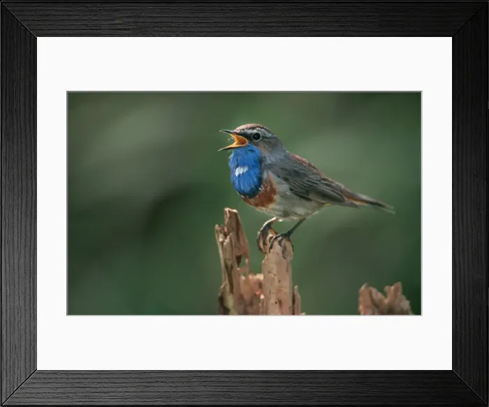 Framed Print : Bluethroat - singing Framed Print : Bluethroat - singing