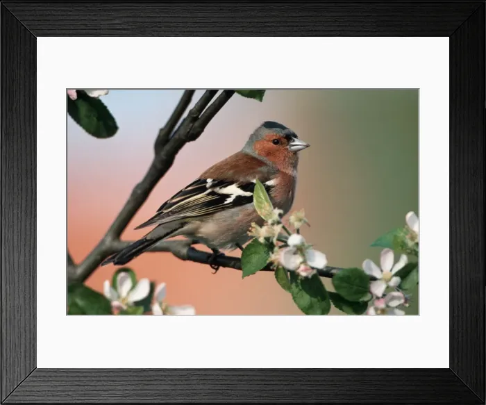 Framed Print : Chaffinch - male on branch of appletree with blossoms Framed Print : Chaffinch - male on branch of appletree with blossoms