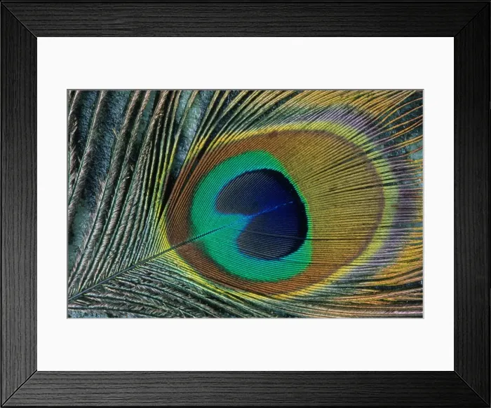 Framed Print : Feather of a peacock Framed Print : Feather of a peacock