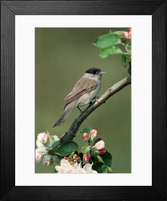 Framed Print : Blackcap male on branch with apple blossoms Framed Print : Blackcap male on branch with apple blossoms