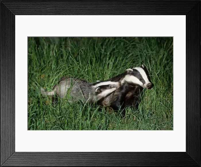 Framed Print : Badger - Adult with young, Somerset - England Framed Print : Badger - Adult with young, Somerset - England