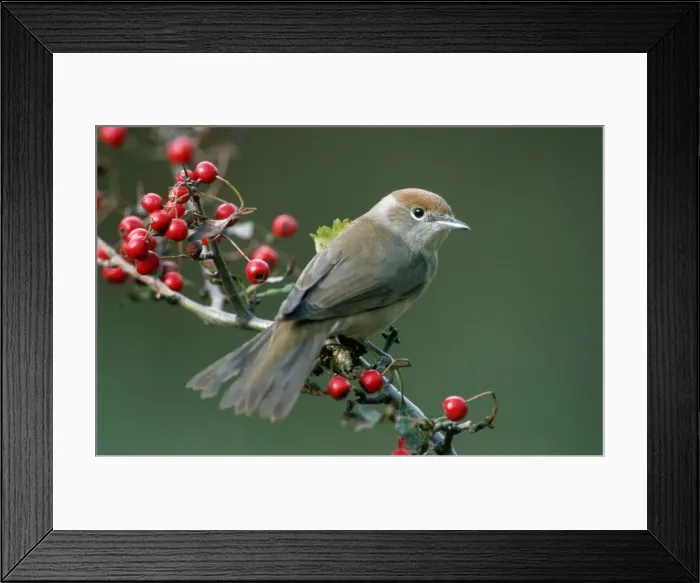 Framed Print : Blackcap - Female with berries of hawthorn Framed Print : Blackcap - Female with berries of hawthorn