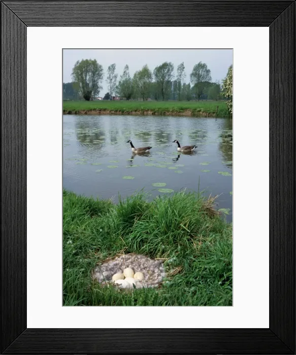Framed Print : Canada Goose nest with eggs in meadow and pair swimming in background Framed Print : Canada Goose nest with eggs in meadow and pair swimming in background