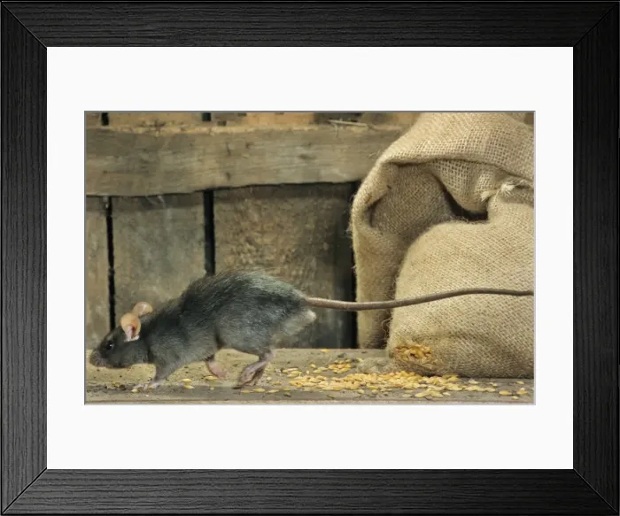 Framed Print : Black Rat in barn with bag of cereals Framed Print : Black Rat in barn with bag of cereals