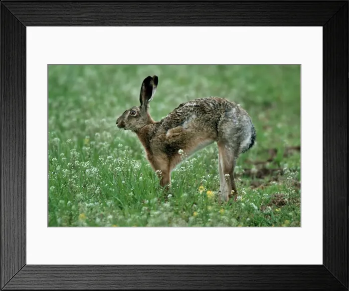 Framed Print : Hare stretching in flowers of Shepherd's-purse Framed Print : Hare stretching in flowers of Shepherd's-purse