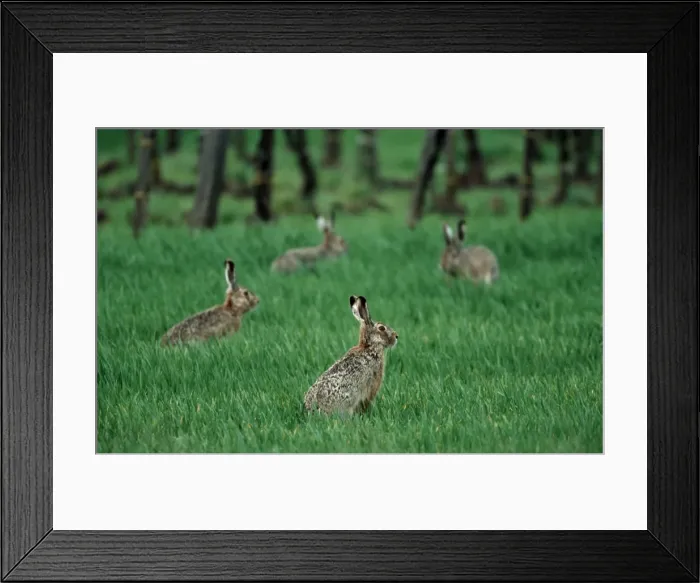 Framed Print : Four Hares in a meadow Framed Print : Four Hares in a meadow