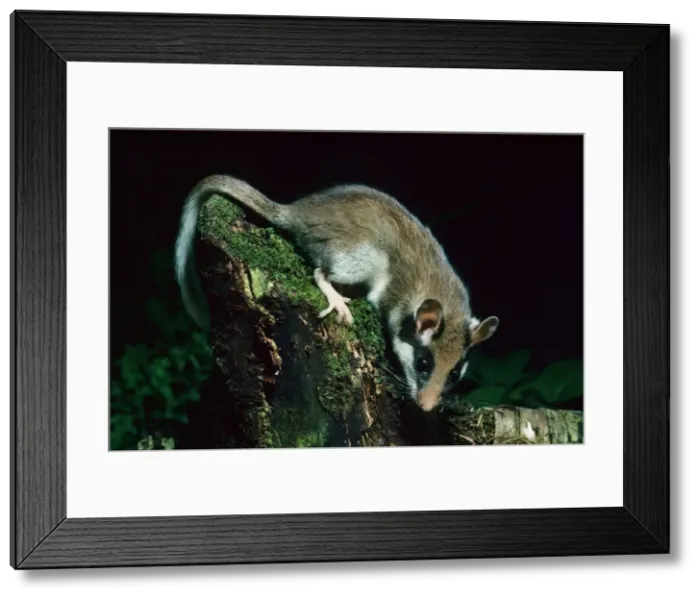 Framed Print : Garden Dormouse at night in garden Framed Print : Garden Dormouse at night in garden