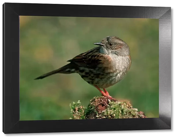 Dunnock  /  Hedge Sparrow
