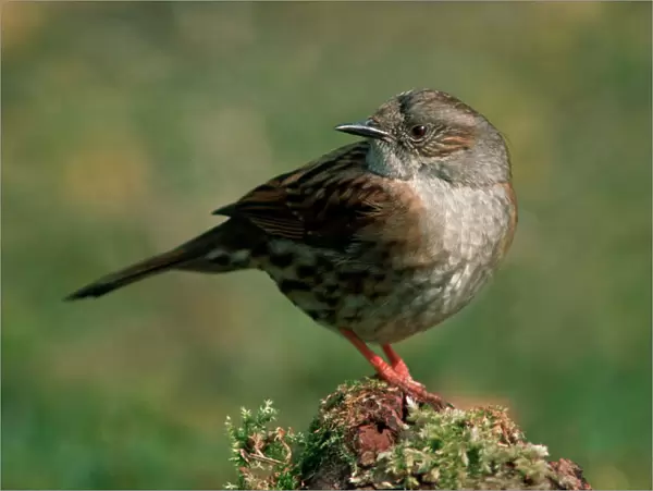 Dunnock  /  Hedge Sparrow